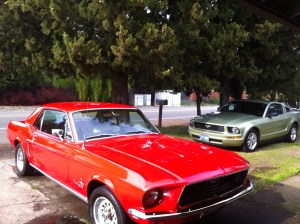 The Throaty Beauty - Stella