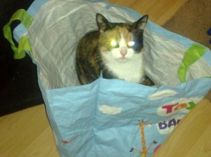 Kelly's kitty Scarlet - who looks like my kitty Molly's doppleganger!